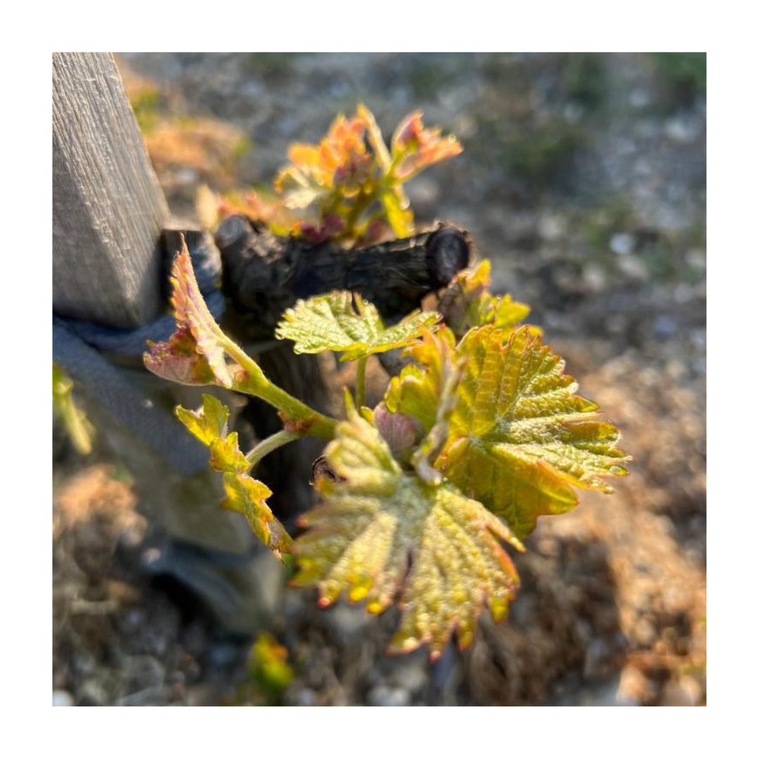 Silence, ça pousse 🤫💚🌿

#malarticlagraviere #agroecologie #tourismevert #durable #bordeaux #pessacleognan #winelover #famillebonnie