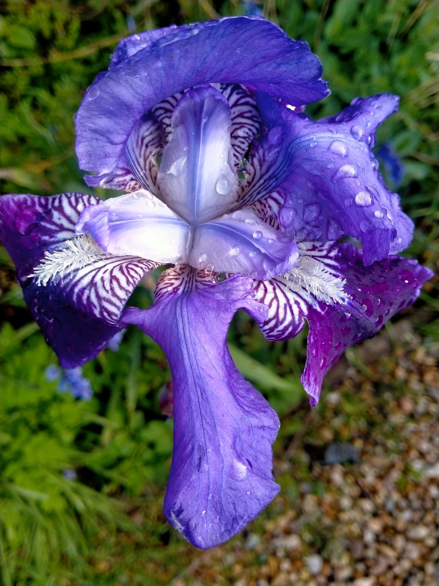 The flamboyant, bearded iris! So beautiful and striking 💙 Have a lovely Saturday!! #SaturdayVibes #SaturdayMood