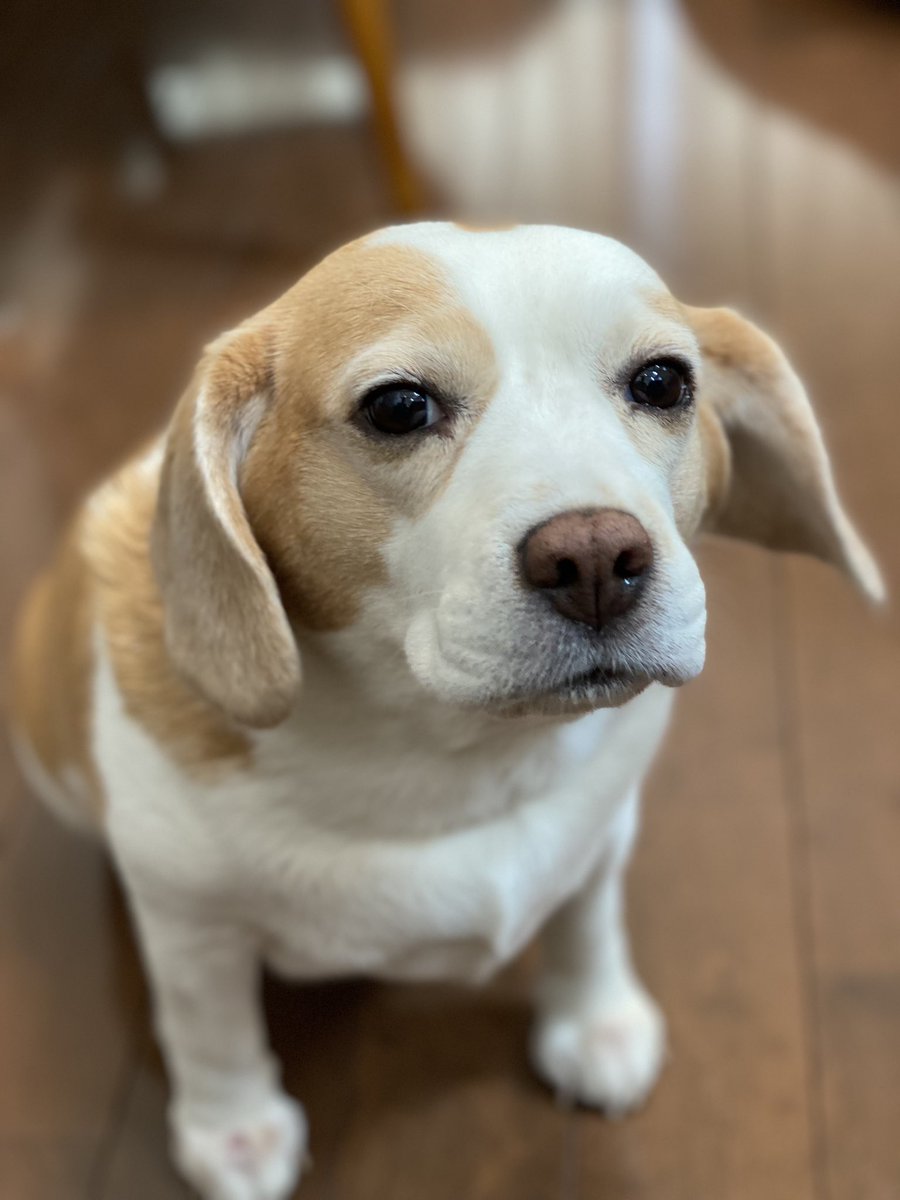 お腹すきました🥺🥺🥺

#beagle
#ビーグル