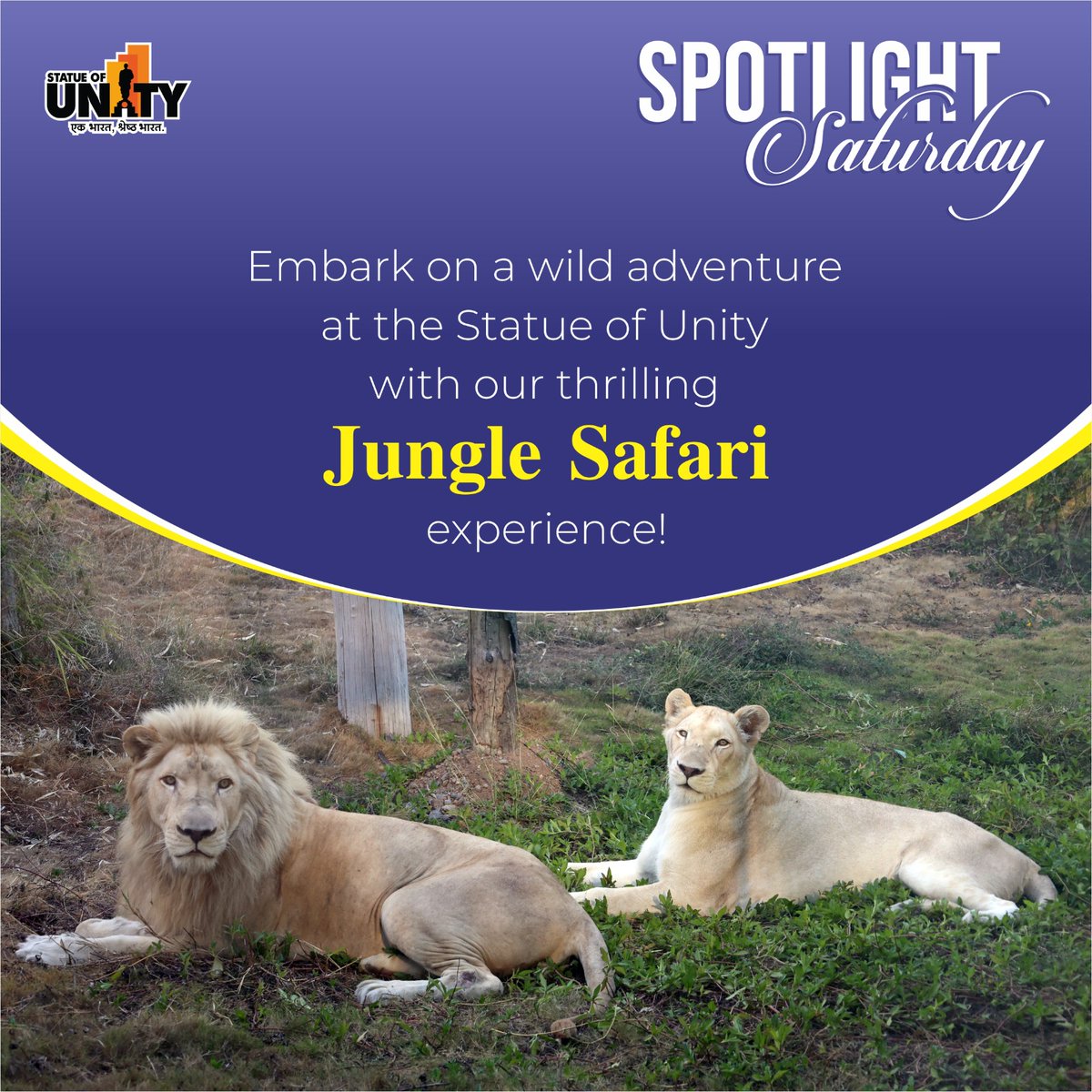 Explore the wild beauty of nature and its beings on our exciting #JungleSafari at the #StatueOfUnity. 

Plan your visit to #EktaNagar and brace yourself for the rare and majestic sight of White Lions, an encounter few are privileged to experience! 

#SpotlightSaturday