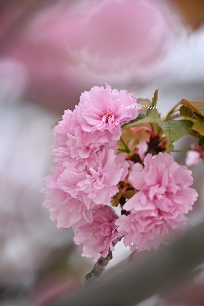 撮れたて八重桜
今近所の公園で撮ってきました
縦構図

Nikon Z8 + Z 70-200mm f/2.8 VR S
3797
#八重桜 #桜 #私とニコンで見た世界