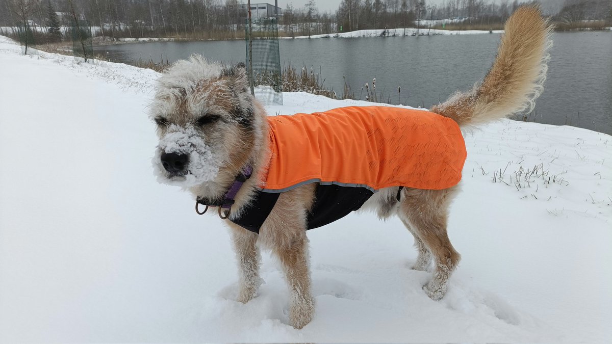 Nauran tälle kuvalle ihan liikaa 😁 Koira, jolle säätila ei ole ikinä merkinnyt mitään, vaan lähtee aina samalla 110% innolla lenkille, näyttää myrtsiltä kun naamaan 'tuulee Lahdesta asti'  #kantahämäläisetsananlaskut