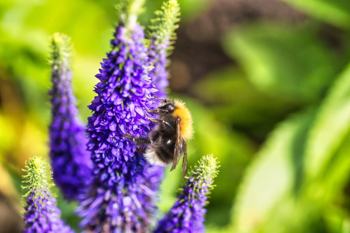 Lake Distict Photography - Bee On Lavender tuppu.net/b309b4a8 #greetingscard #visitcumbria #uklakes #homedecor #uk #lakedistrictgifts #photography #lakedistrictphotography #lakedistrict #birthdaycard