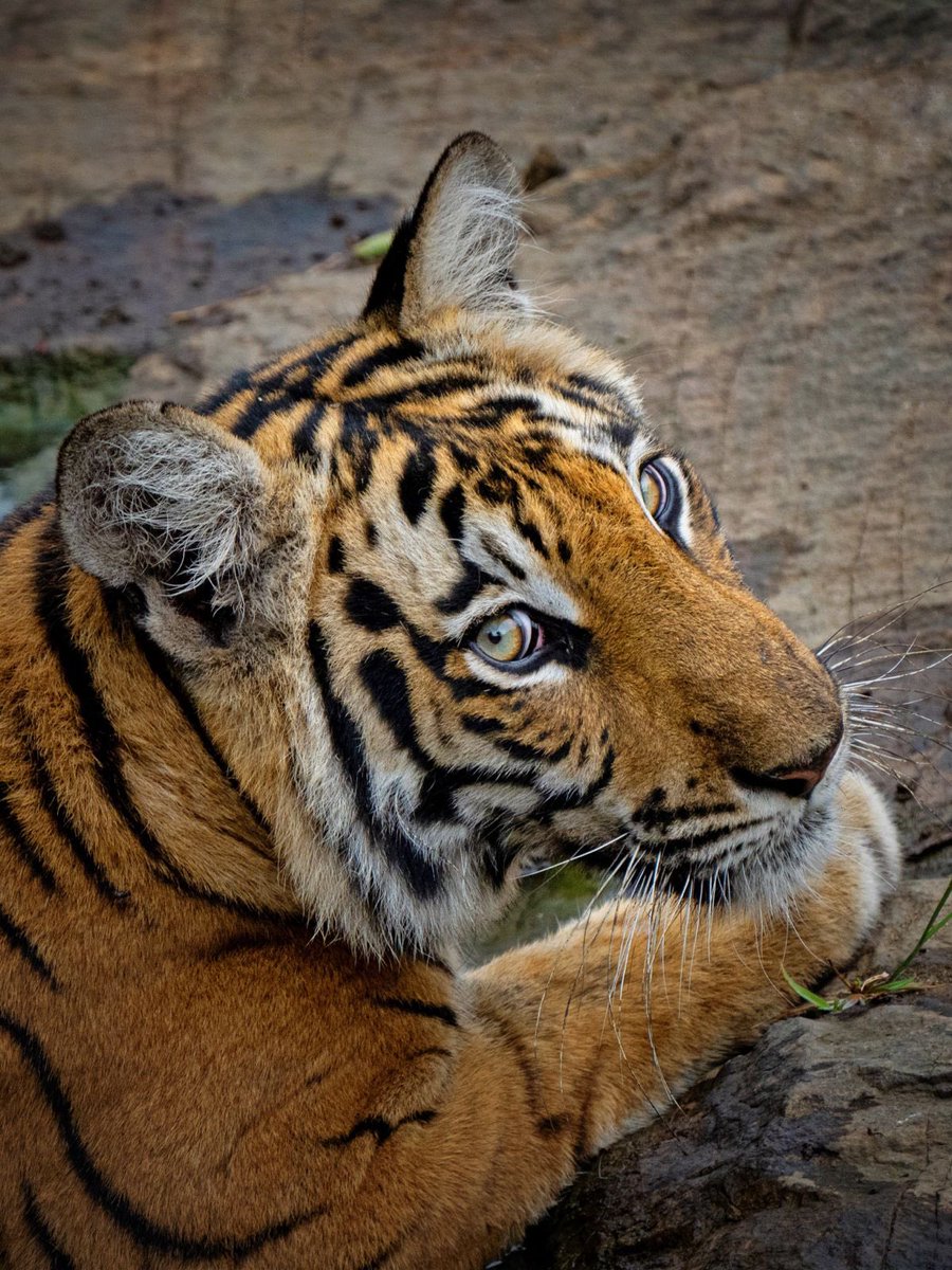 'When the eyes tell more than words could ever say ' #Tigress #Mudumalai photos @shanmughanandam