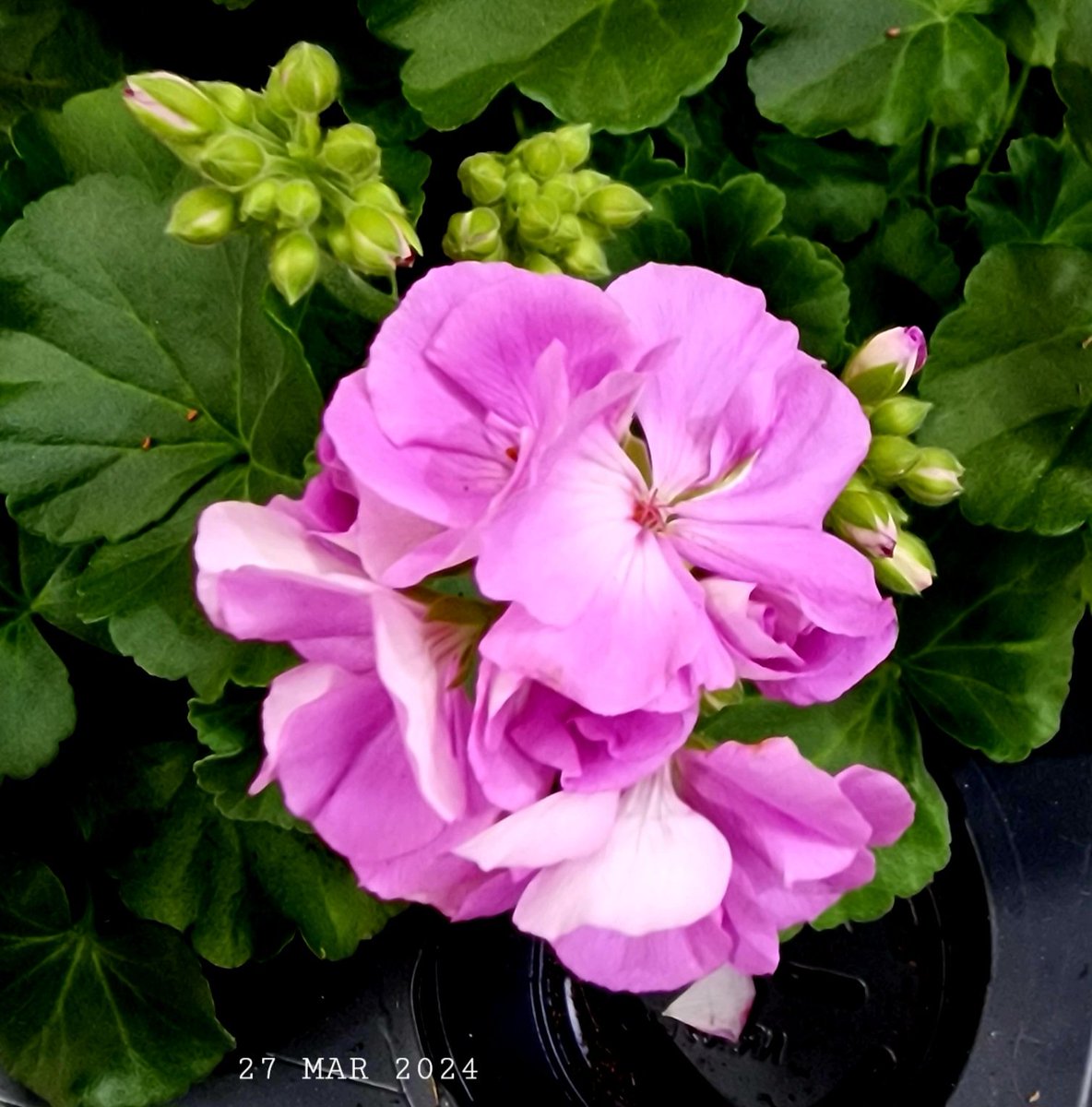 Pink hybrid pelargonium.
#nature #flowers #pelargonium #houseplant #FlowersPhoto