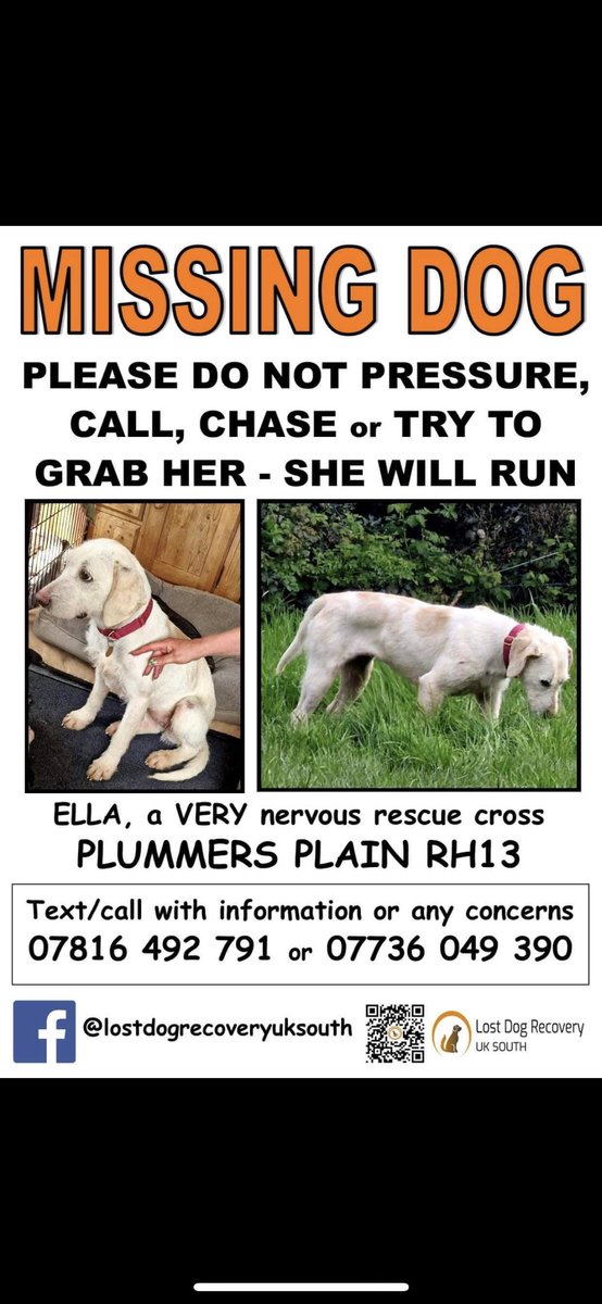 🆘 #Horsham LOST RESCUE DOG - PLUMMERS PLAIN #RH13 if you see this #Lost #dog ❌PLEASE DONT TRY & CATCH HER❌ - pls CALL ☎️ 07816 492791 / 07736 049390❌SIGHTINGS ONLY PLS❌ #stray #missing