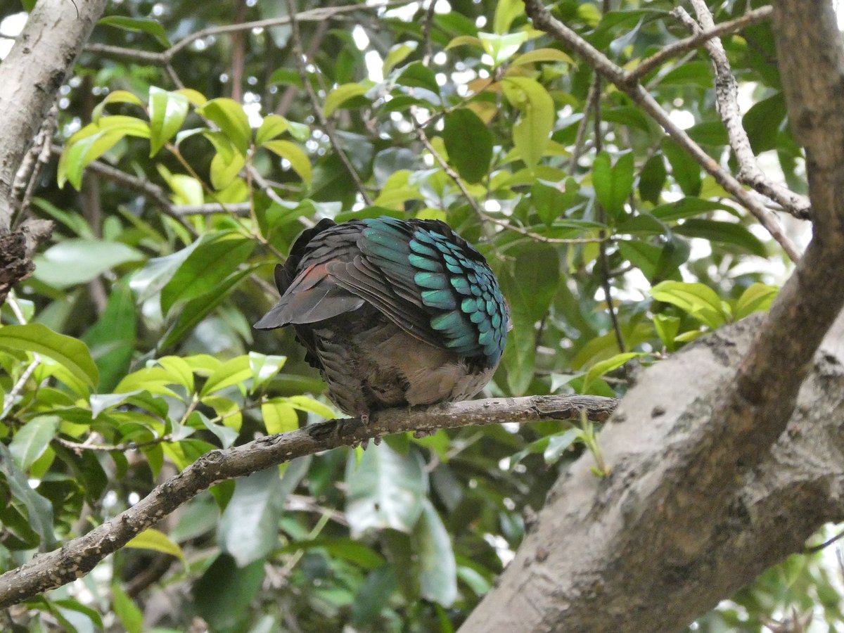 キャンベルタウン野鳥の森きた！！ずっと行けてなかったんだ