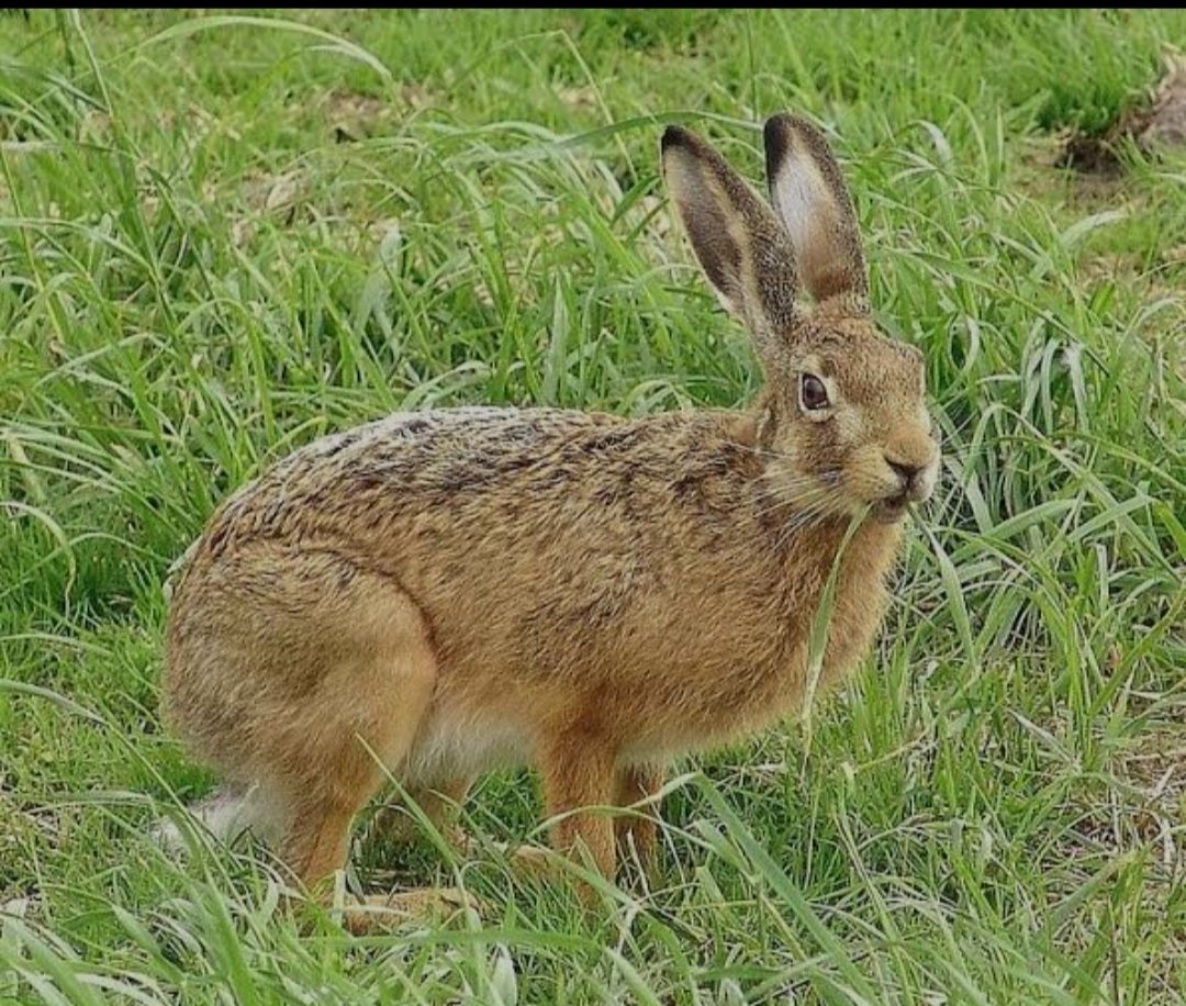 Tolai Hare / Manchurian Hare 满洲本土物种... twitter.com/fineinthere/st…