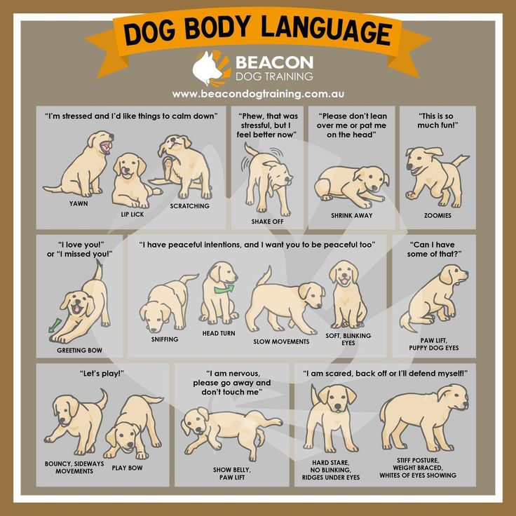 FaizanReha89685's tweet image. &quot;DIY grooming: because your pet deserves the best. #BestForPets&quot;