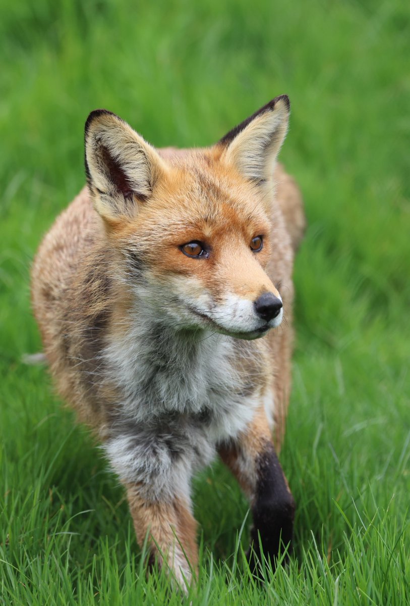 Fox walking through a field #Fox #foxes #FoxOfTheDay #foxlovers #foxcub #forthefoxes #foxfriday #foxlove