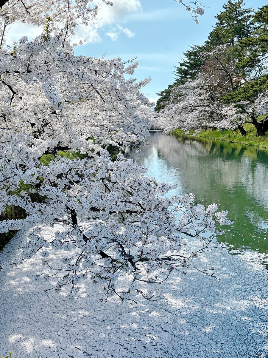 rc_ruru's tweet photo. 青森の弘前さくらまつり！
桜がすごく綺麗！！😆 https://t.co/hPwDEbT7nN