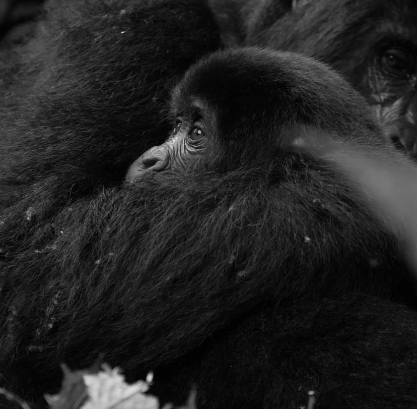 Joining us on our #SlayMutunda expedition this 1st May? Ready to take your hiking adventure to the next level? Enjoy an unforgettable gorilla trekking experience at Lake Mutunda! Book early to secure your trekking permits & embark on an incredible journey 🦍 📸 @ExploreUganda