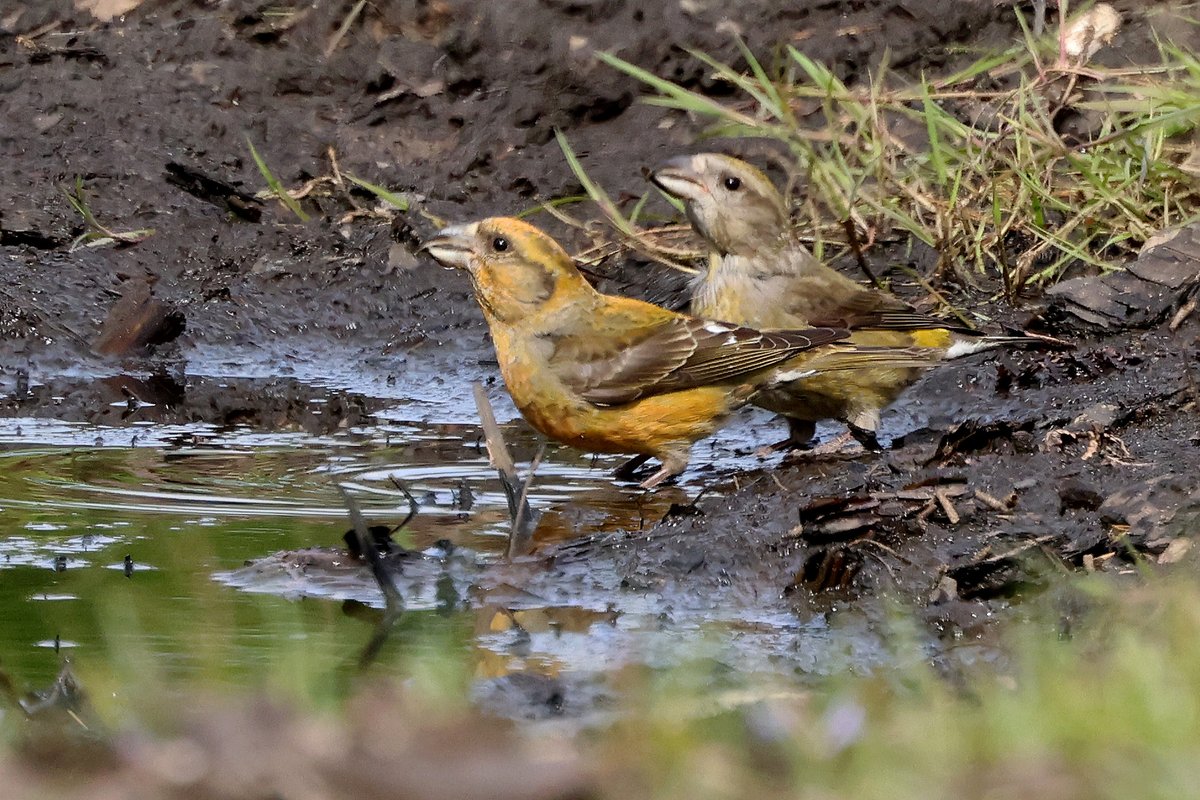 When they had been eating dry pine cone seeds all the day these Crossbills were more than happy to drink from a muddy puddle.