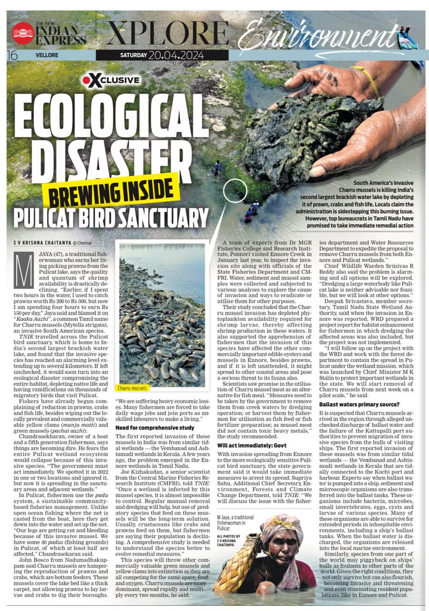 A major crisis is silently building inside #Pulicat bird sanctuary. Invasive 'Charru mussels' are triggering an ecological disaster depleting native prawns, crabs & fish life. Yellow clams & green mussels are becoming extinct. Urgent action needed. @NewIndianXpress #TamilNadu