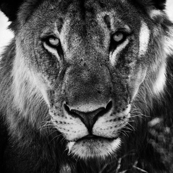 laurentbaheux tweet picture