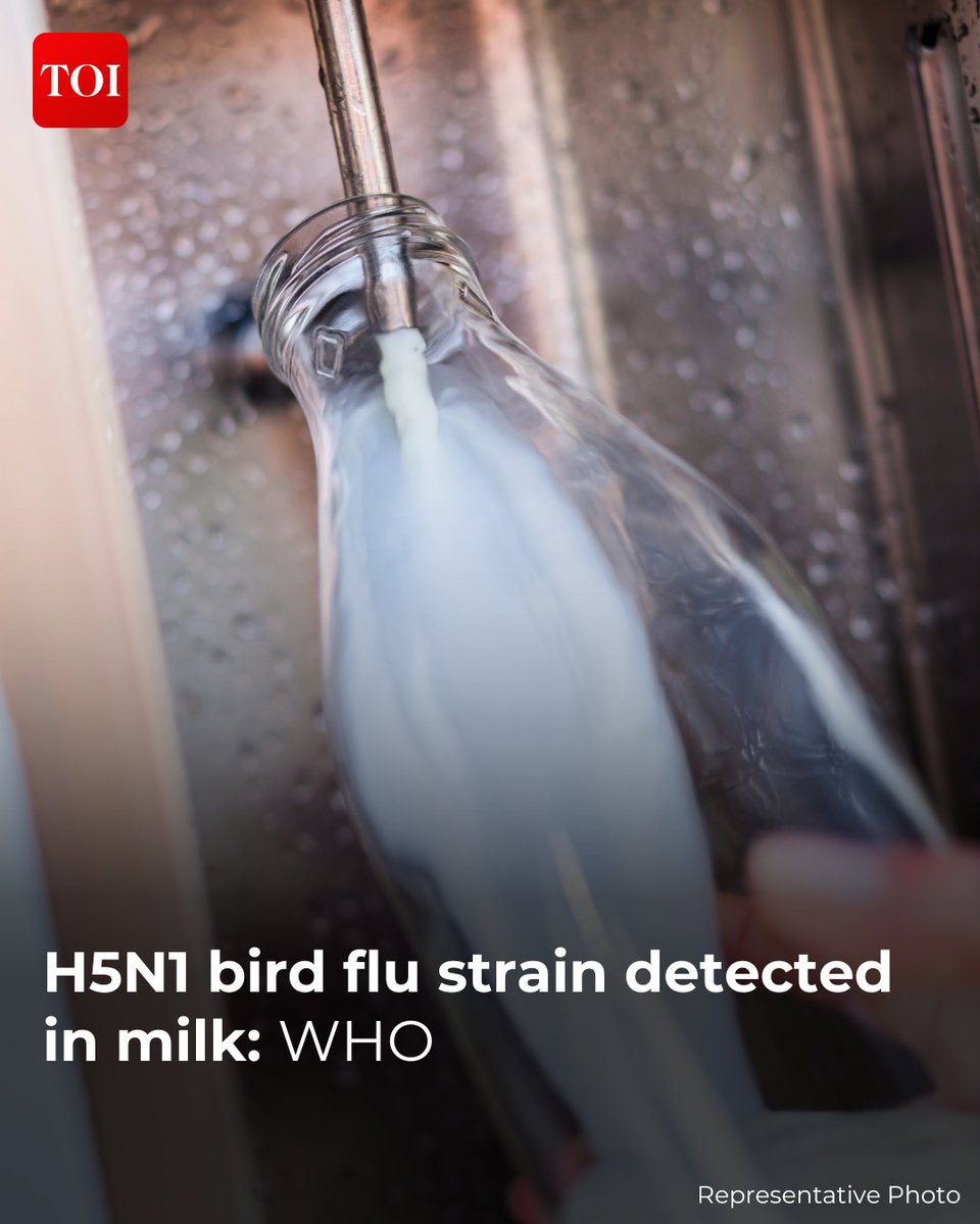 The World Health Organisation (WHO) announced that the #H5N1 #birdflu virus strain had been found in significant quantities in raw #milk from infected animals, though the duration of the virus's survival in milk remains unknown.

Read here: toi.in/p-qWtY