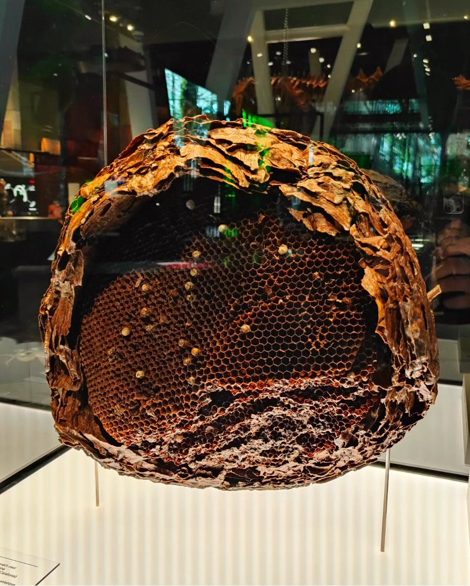EtwTerp's tweet photo. Piquée d'hexagones...
Nid de guêpes asiatiques,
Musée des Sciences Cosmo Caixa,
Barcelone, Catalogne
3 novembre 2023
#mathsartist #mathpics #maths #barcelone #cosmocaixa #science #hexagone #hexagon #mathsetnature
🔶 RV sur Instagram:
📸🖍️MATHS_ARTIST✏️🎨https://t.co/huEfGDn1N8… https://t.co/hV0myFus9g