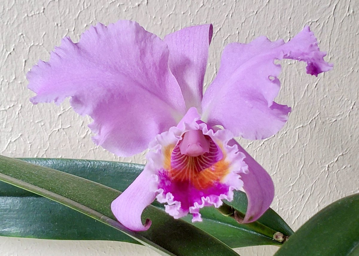April 20th #orchid of the day: Cattleya Jocasta (mossiae [4N] X schroderae 'Dark Rose'). I just love the colors in the lip!