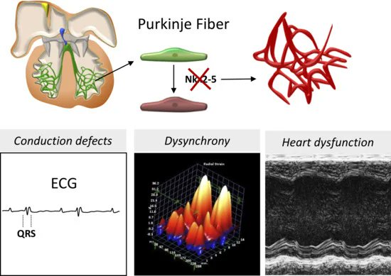 #jcdd #RecommendedPaper
Nkx2-5 Loss of Function in the His-Purkinje System Hampers Its Maturation and Leads to Mechanical Dysfunction
👉mdpi.com/2268836
@MDPIOpenAccess 
@MedPharma_MDPI