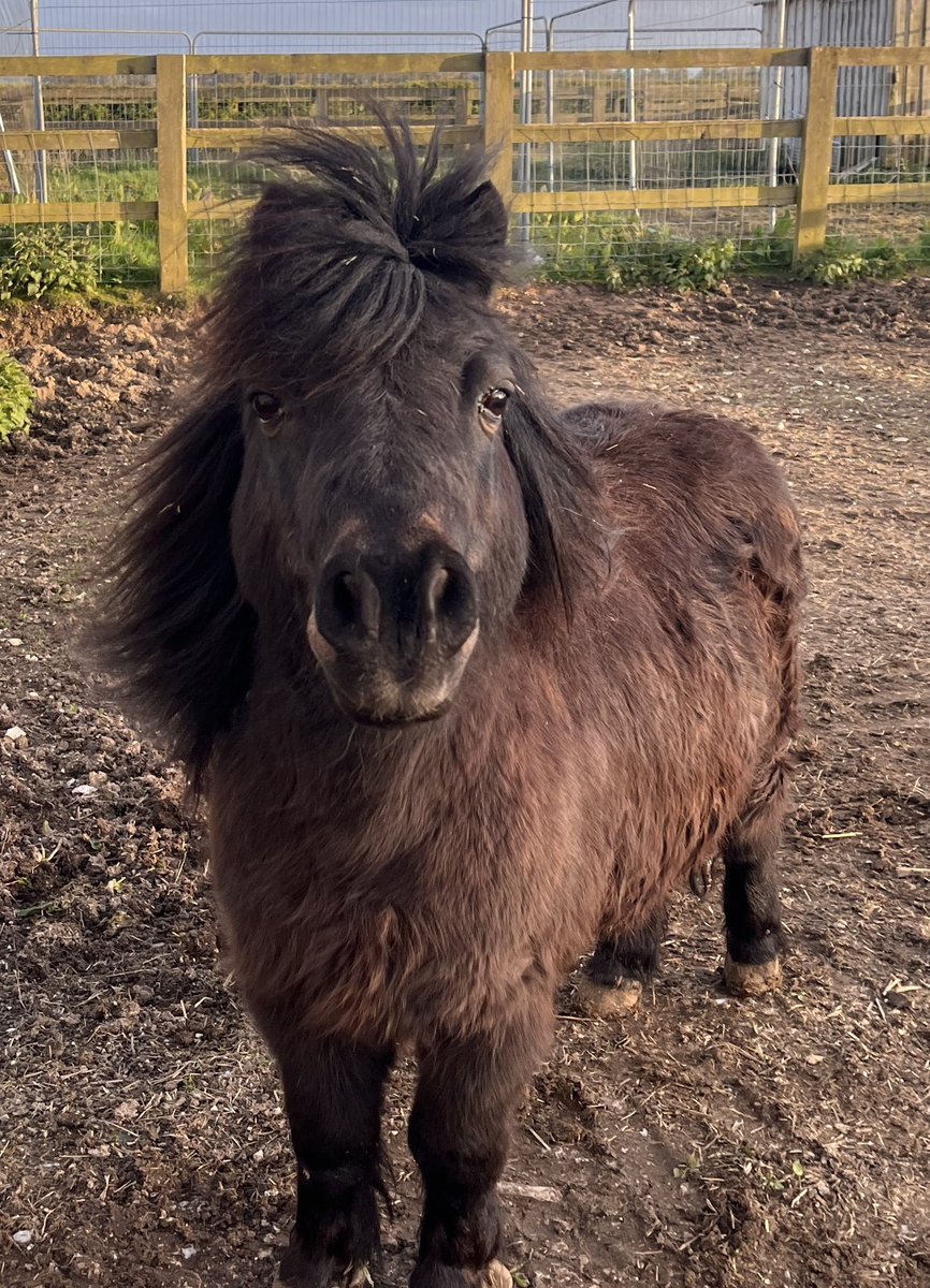 MEET THE TEAM - Olly. A miniature Shetland pony and one of the smallest members of the team. Olly has been part of the family since 2014 and loves a belly scratch. He also loves to say hello so be sure to pay him a visit next time you’re here. 🐴☕️ #camping #coffee #ponylove