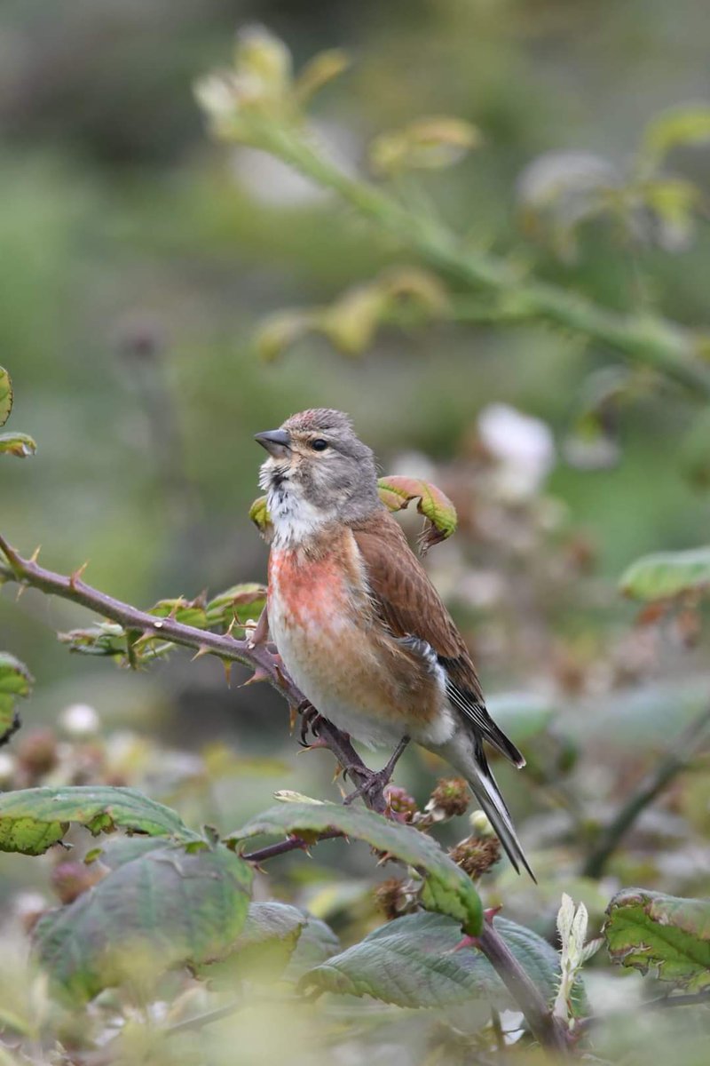 Linnet Bude Cornwall 〓〓 #wildlife #nature #lovebude #bude #Cornwall #Kernow #wildlifephotography #birdwatching #BirdsOfTwitter #TwitterNatureCommunity #Linnet