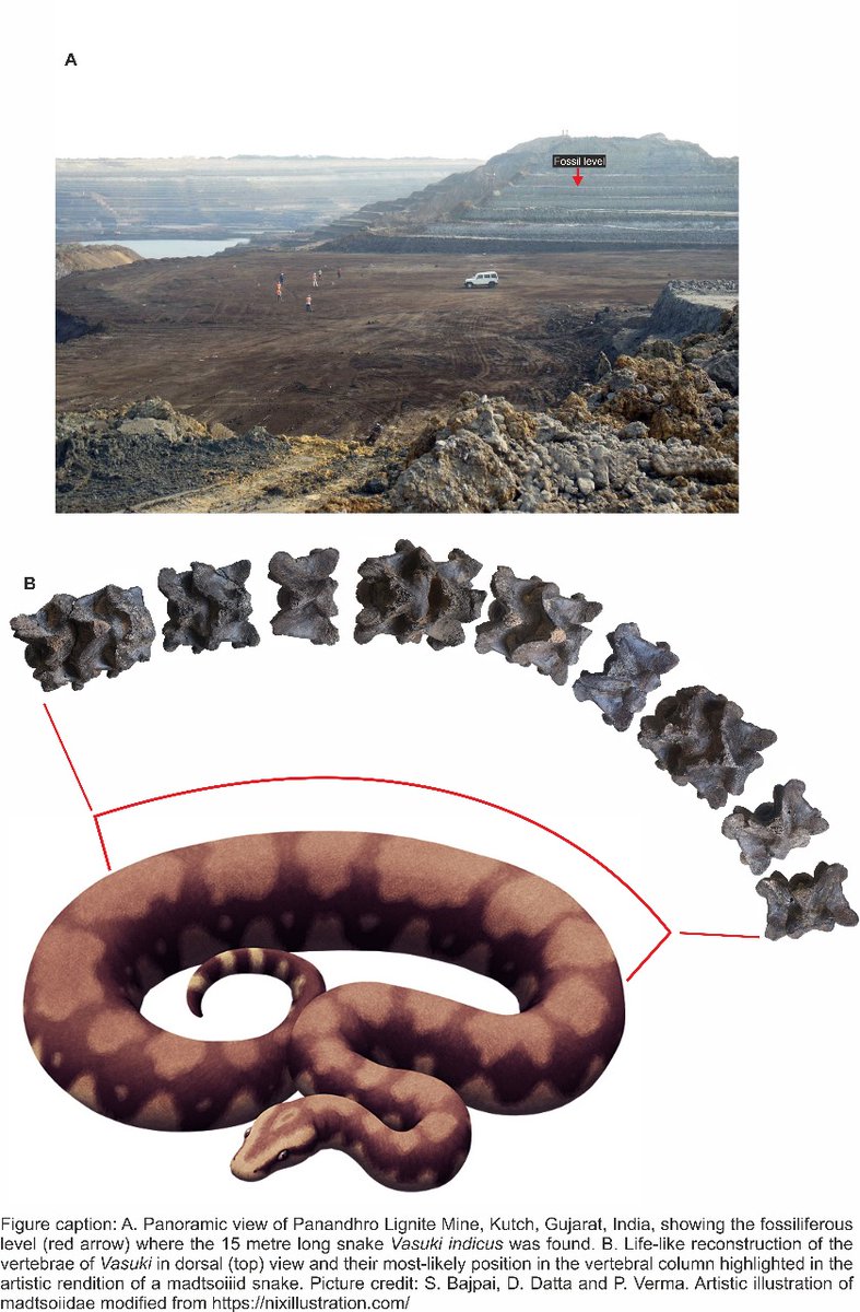 🚨IIT Roorkee's Prof. Sunil Bajpai and Debajit Datta discovered Vasuki Indicus, a 47-million-year-old snake species estimated at 11–15 metres long, in Kutch, Gujarat.