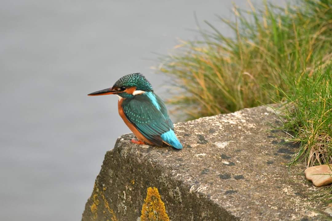 Kingfisher Bude Cornwall 〓〓 #wildlife #nature #lovebude #bude #Cornwall #Kernow #wildlifephotography #birdwatching #BirdsOfTwitter #TwitterNatureCommunity #Kingfisher