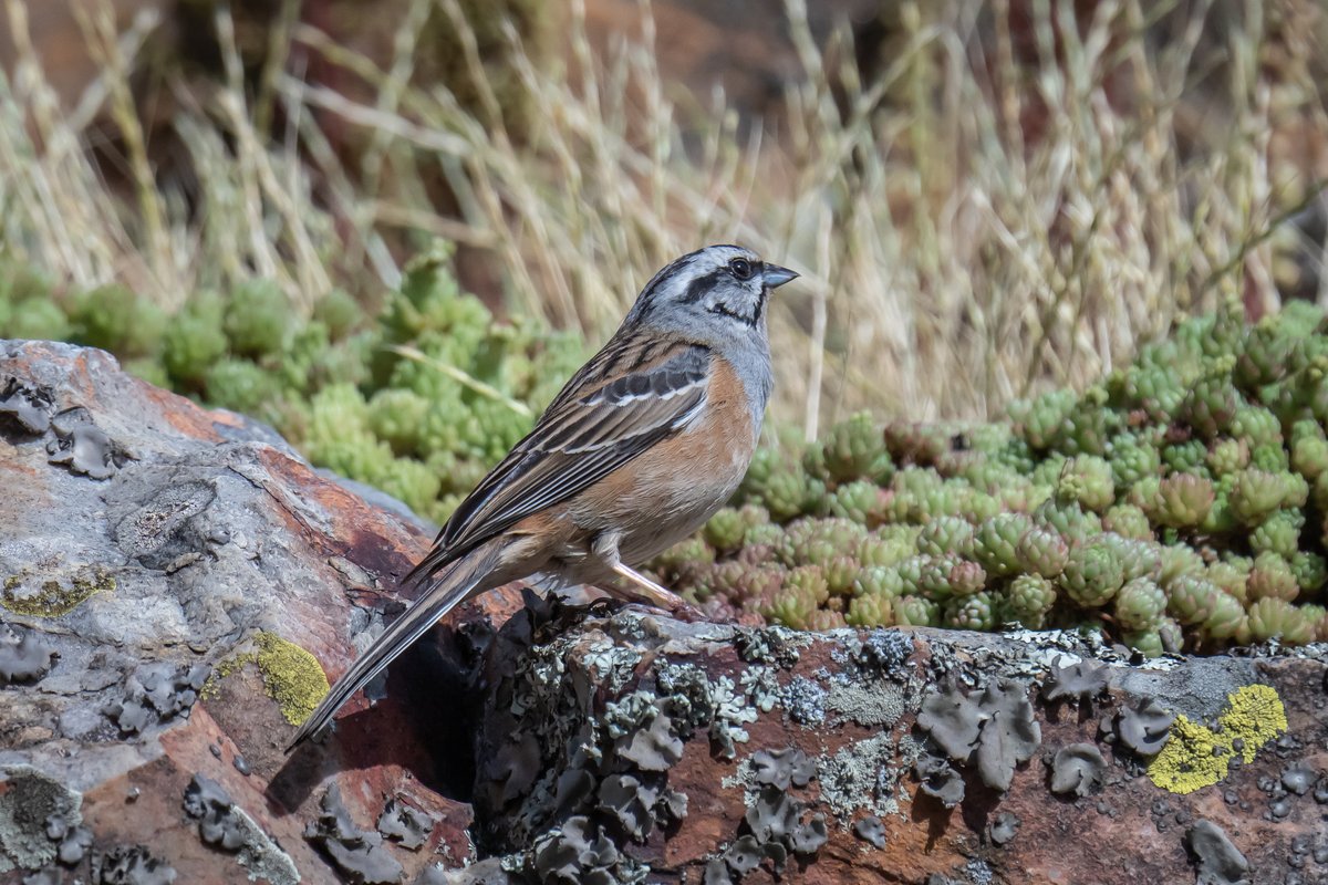 @DominicCouzens and Keith Hamilton of @naturetrektours get you up close to the birds on 'Go Slow in Extremadura' - Rock Bunting in Monfragüe National Park