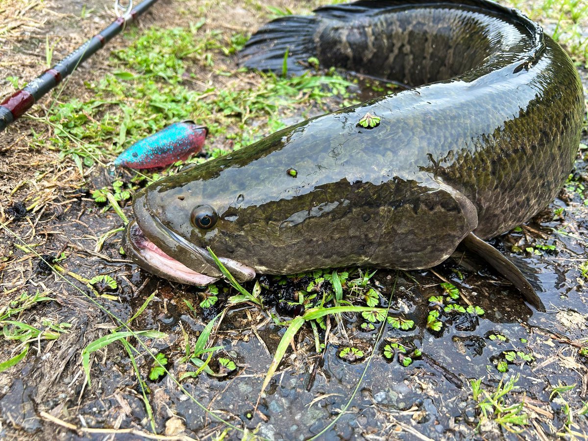 あっちゃん (@ChololDj) / Posts / X