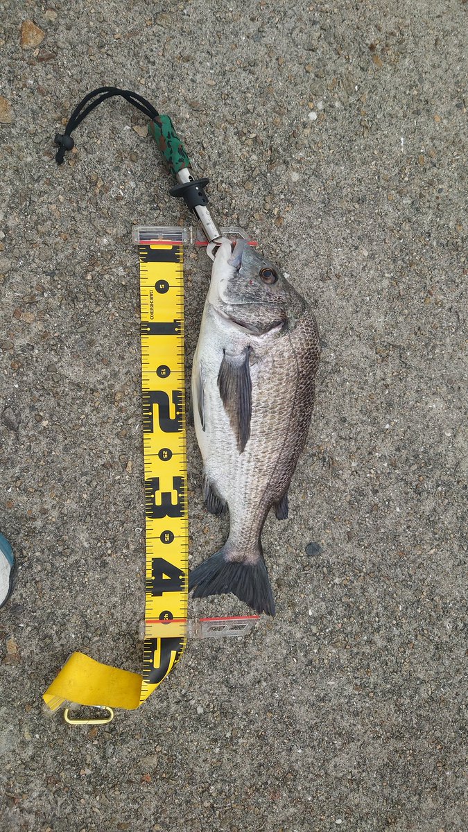 need_lifejacket's tweet photo. 良いサイズきた！
パワーがすごかった。

けど、コイツ背ビレ欠損してる。
これって奇形ですか？
なんか食べるの怖いからリリースしました(笑) https://t.co/x9YvywMArp
