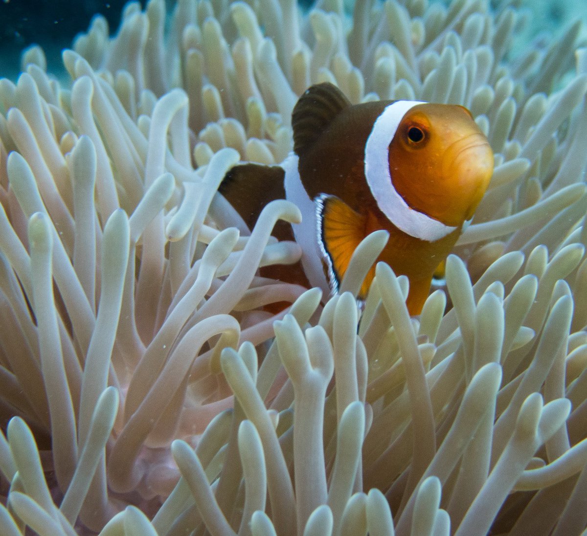 Just a clown fish catching some light. Have a happy weekend you all!! #clownfish #anemone @PADI