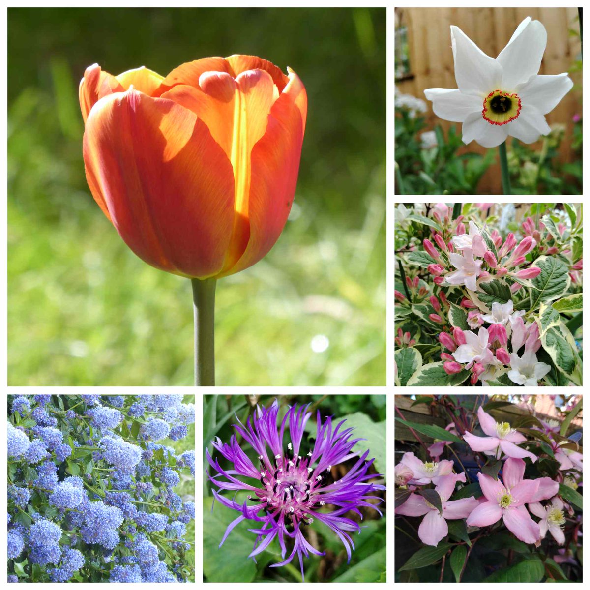 In today's #SixonSaturday... a 'Brown Sugar' Tulip, Narcissus 'Pheasant's Eye,' a blooming Weigela, the egg custard tart scented flowers of a Clematis montana, Centaurea montana and the pale blue fluffy flowers of a Cenanothus onemanandhisgardentrowel.wordpress.com/2024/04/20/six…