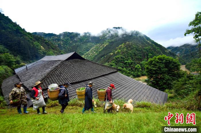 In pics: Villagers #harvest tea leaves in a tea garden in #Guilin, south China's #Guangxi Zhuang Autonomous Region.