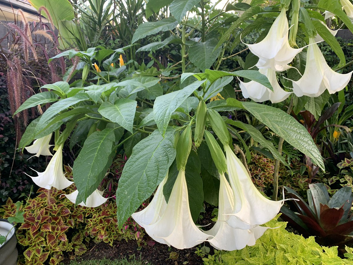 The Angel Trumpets look better than ever today