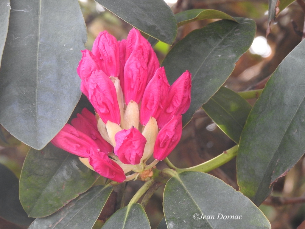 JeanDornac's tweet photo. Des bébés-fleurs de rhododendrons se bousculent presque pour avoir leur part de soleil ou pour bien se montrer... #bébés #fleurs #rhododendrons #bousculent #soleil #montrer #rive #léguer #Lannion #CôteArmor #Bretagne #France https://t.co/0RUwIa7XZP