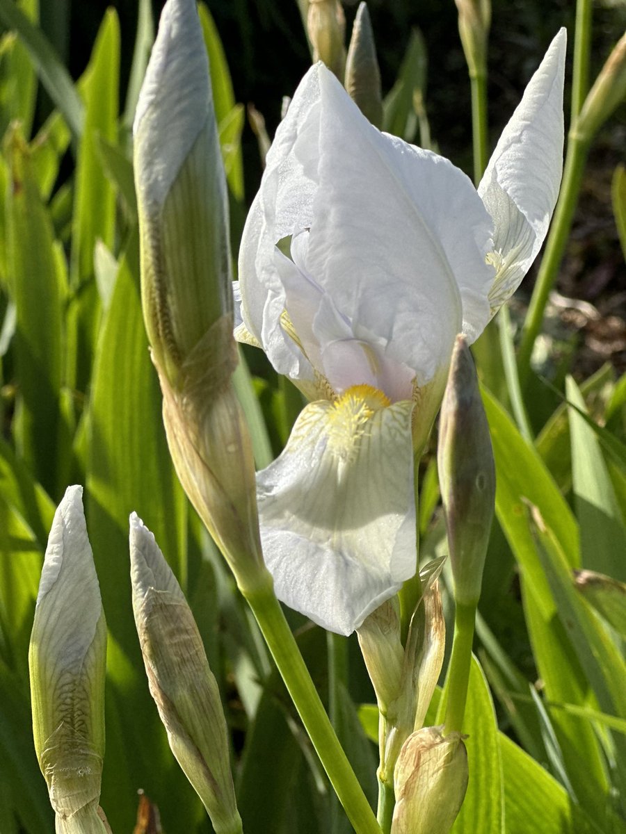 Iris florentina overseeing us getting ready for the first fair of our season! Find us tomorrow at Swines Meadow Farm Nursery, PE6 8LQ 10am-2pm lots of interesting plants for sale! #plantfair #sunday #rareplants #irisflorentina #irises #peatfree #plantnursery @rareplants #garden