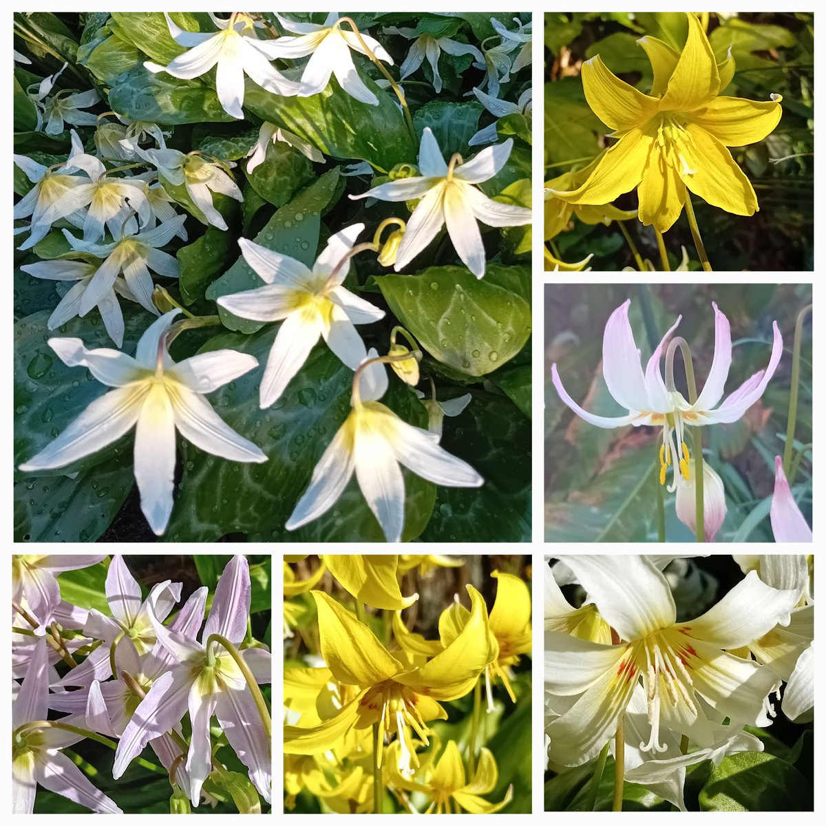 Good morning gardening Tweeps. It's all about the erythroniums in my #SixOnSaturday this week. It's peak season with white pink and yellow varieties all in flower.