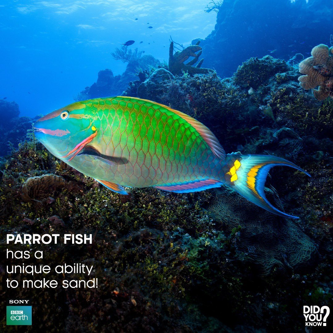 Parrotfish are not only herbivores with powerful beak-like teeth that help shape coral reefs, but they also play a unique role as sand producers. After digesting algae and coral, they excrete sand, which contributes to the creation of white sandy beaches and islands.