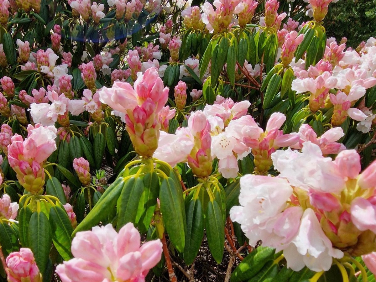 #GoodmorningEveryone #HappySaturday  lovely sunny morning. Hope you day goes great 🥰  #Rhododendron   #botanicalgarden  #SaturdayVibes