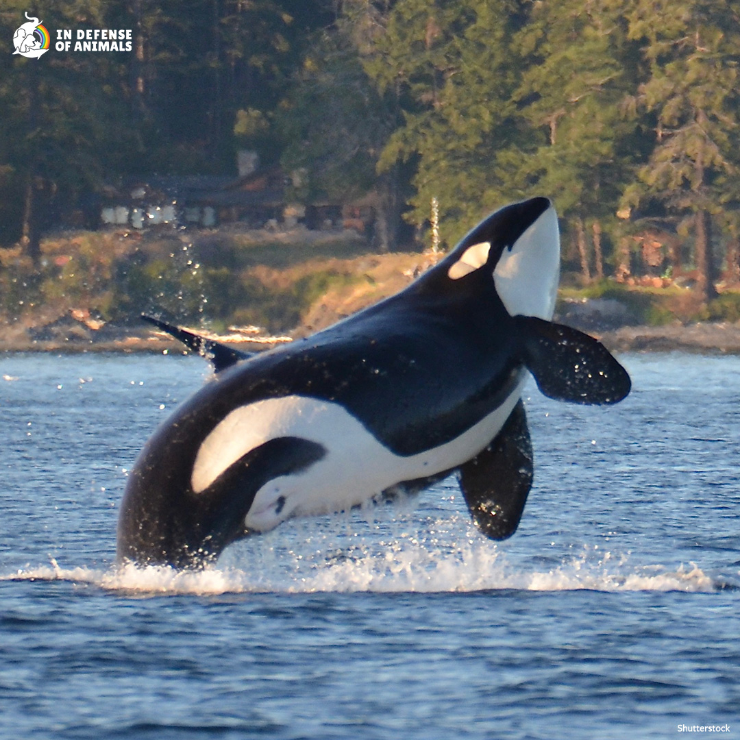 Even though #orcas are federally protected as #EndangeredSpecies in the U.S. & Canada, & listed as #endangered in Washington state, a new Oregon listing means that #Oregon will develop a management plan & concrete actions to help this population. #SRKW
bit.ly/4aIUg63
RT