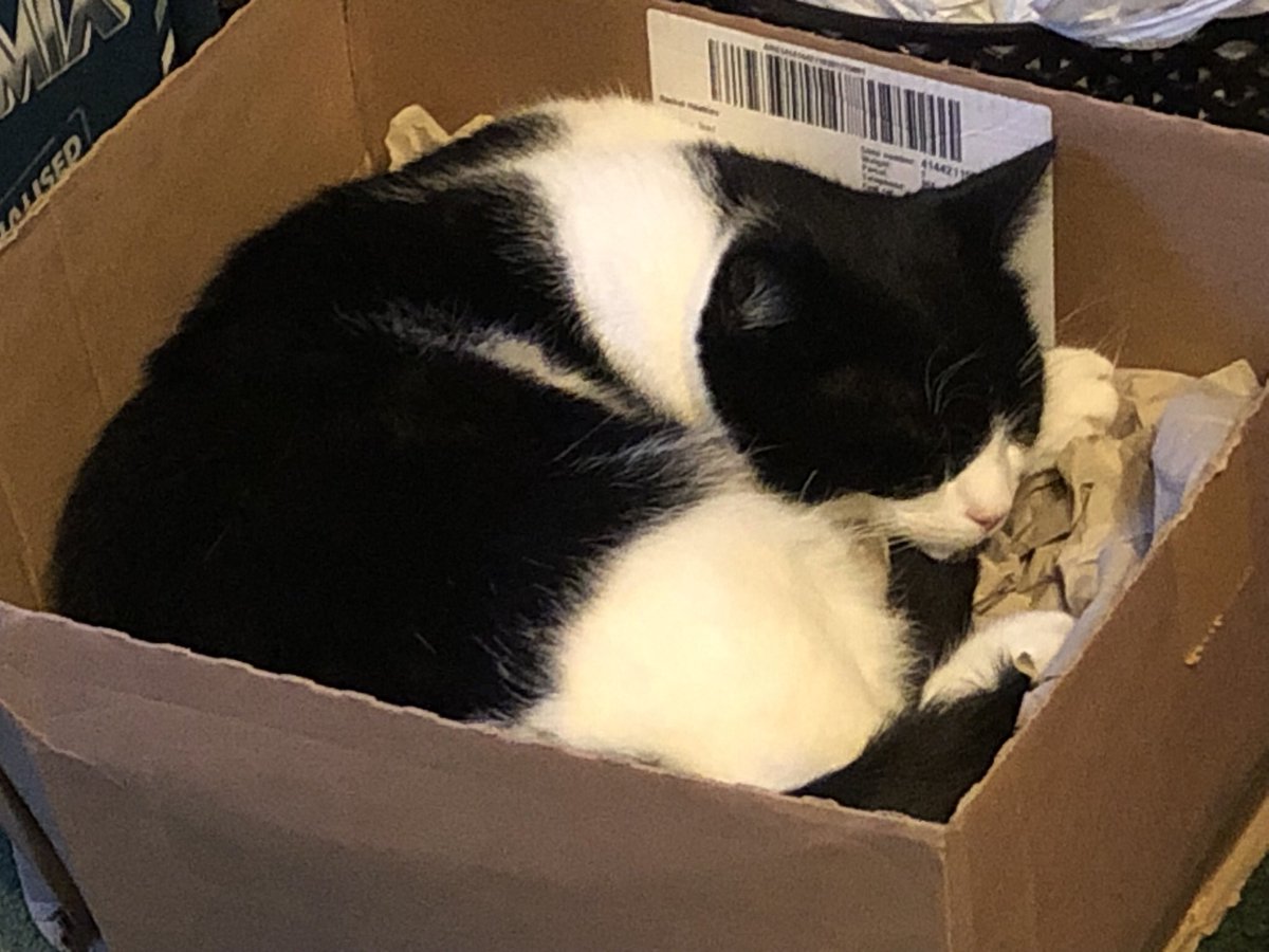 RachelErin76's tweet photo. @LightHackers Super cute! 😻 Mine loves a box! 📦 https://t.co/Cdvx8gjISm