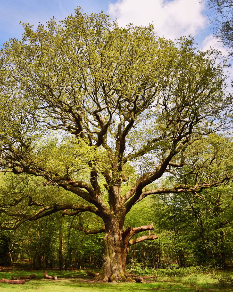 Spring leaves on Grimston’s Oak in #EppingForest…

Please share your springtime in Epping Forest 📸 with us using #EppingForestSpring24 💚🌳