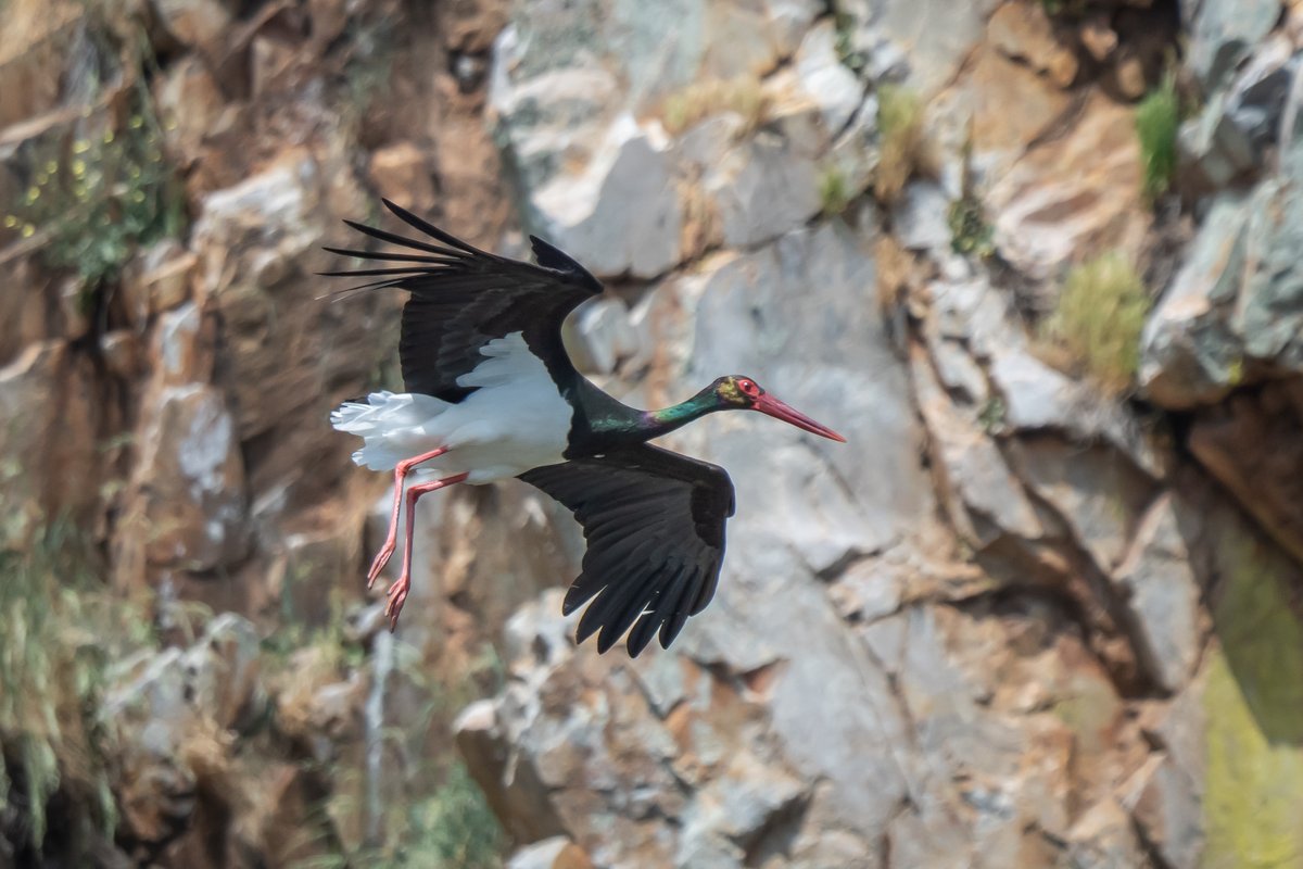 @DominicCouzens and Keith Hamilton of @naturetrektours get you up close to the birds on 'Go Slow in Extremadura' - Black stork in Monfragüe National Park