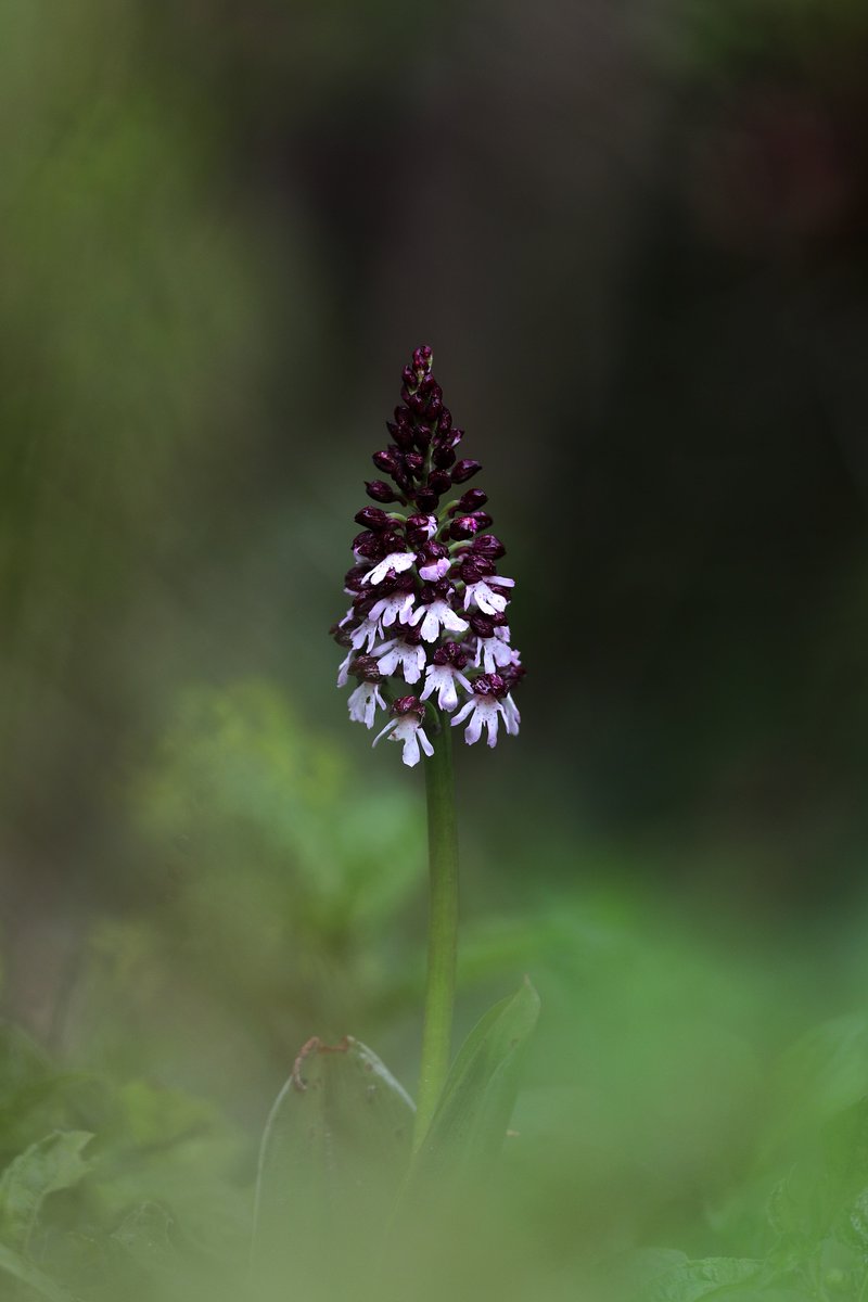 My first British orchid of the year yesterday was… Lady Orchid. Definitely unexpected in the woods - I thought I’d see Early Purples amid the English Bluebells first.