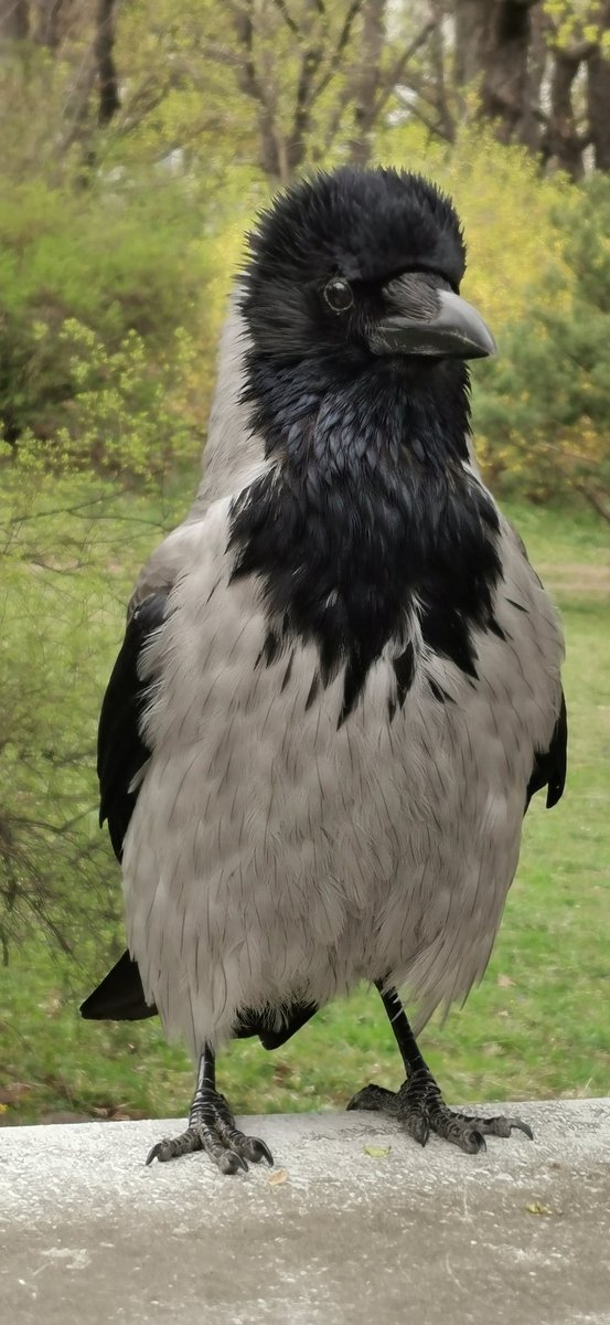 Posing #crows Crows are the only animals that can stand, walk and pose like humans do.