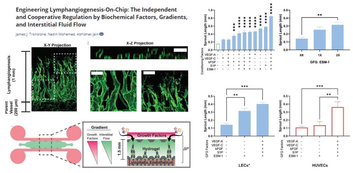 HaoYin20's tweet image. #LymphangiogenesisOnAChip

PDMS #Microfluidics
HDLEC

Pro-sprouting effects
#InterstitialFlow 1 µm/s✅
S1P~Endocan/ESM1 &amp;gt; VEGFA~FGF2 &amp;gt; VEGFC🥸

Does IF modify the potential lymphangiogenic effects of VEGFC?😁

@JainLabTAMU Adv Biol 2024 @AdvSciNews
onlinelibrary.wiley.com/doi/10.1002/ad…