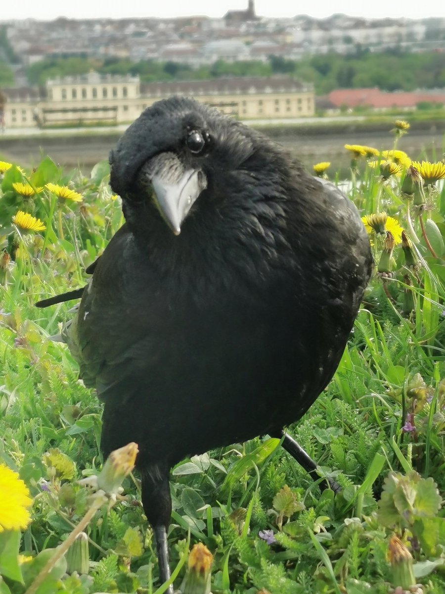 Good morning, #crow!