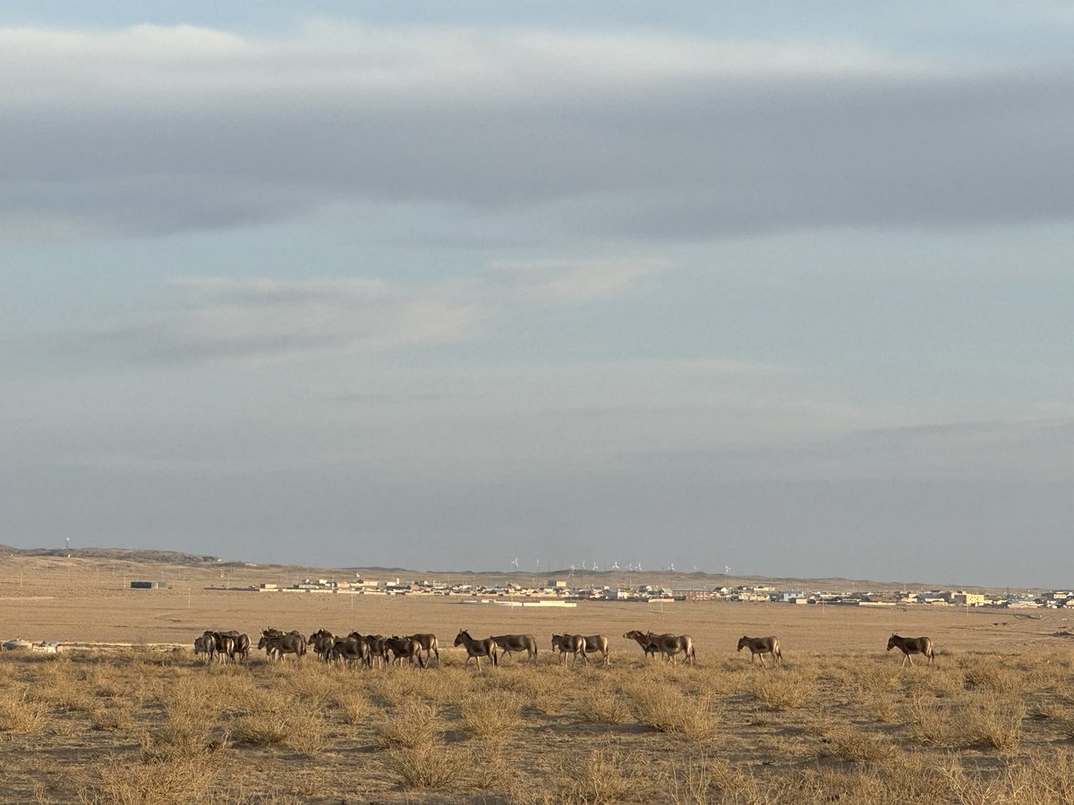 Hello from #Gobi! 🐪 A packed week laying the groundwork to bolster #locallyled strategies for safeguarding nomadic #wildungulates. Strengthening connections with governors &amp; local stakeholders, to kickoff to an exciting new #longterm initiative together
