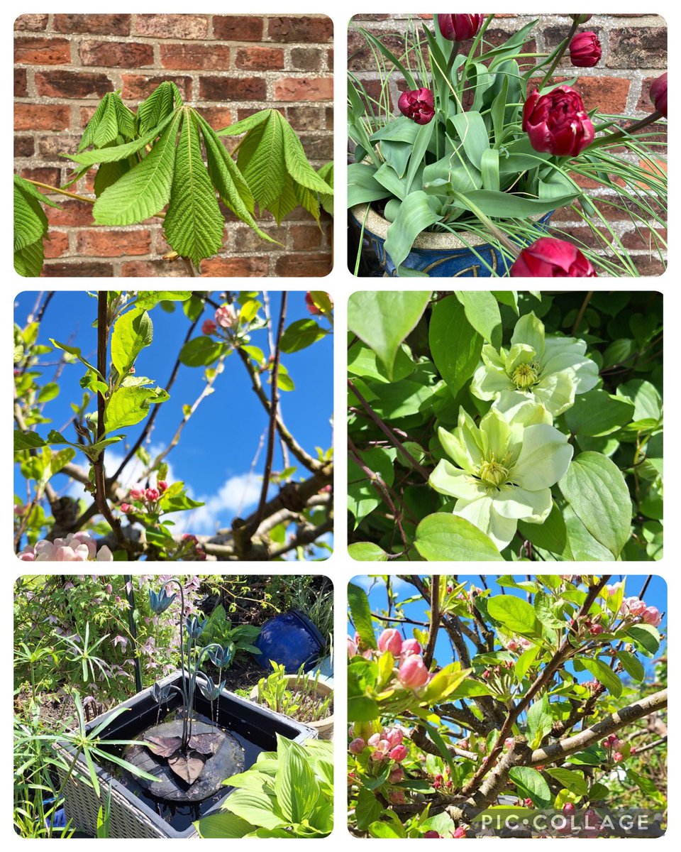 Photos of the garden sent by my husband as I am away on a wee trip to Scotland. Blossom, foliage, late tulips and large flowered clematis coming into 🌺 #SixOnSaturday