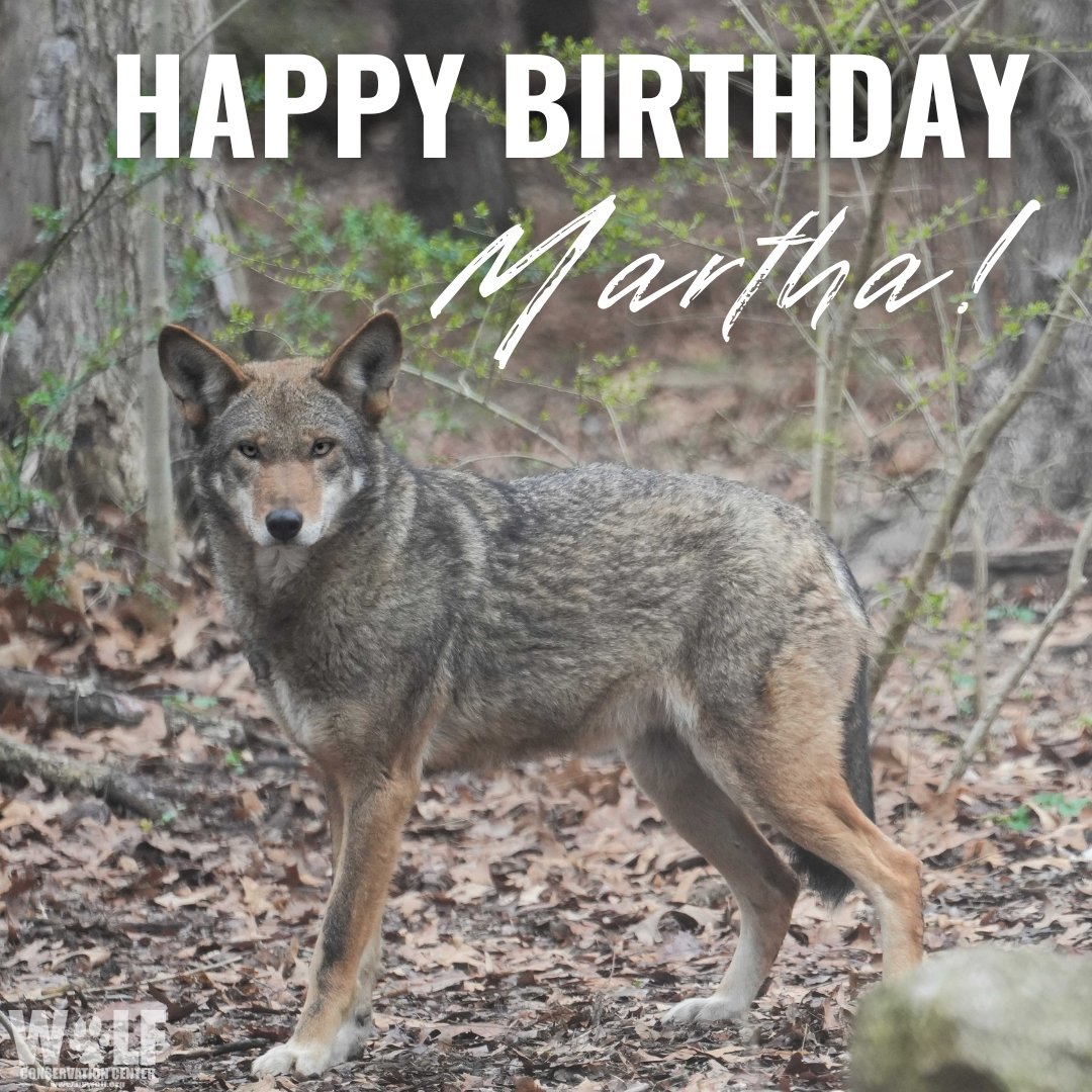 Join us in wishing red wolf Martha a Happy Birthday! 🎊

Born at the WCC in 2018, Martha is bold in looks + fierce in spirit. What a wonderful combo!

Source : <a href="/nywolforg/">Wolf Conservation Center 🐺</a>